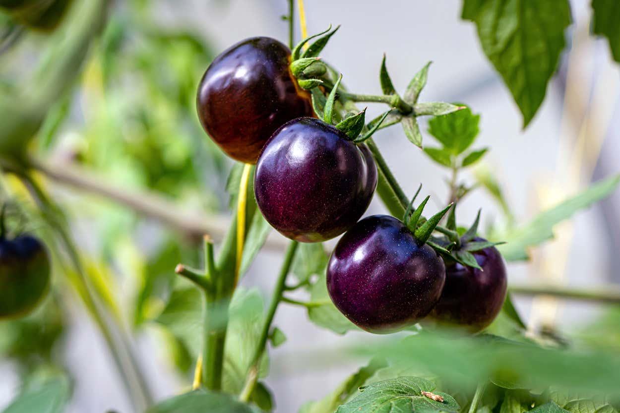 Purple Tomato Is First Genetically Engineered Plant to Be Deregulated Through USDA’s New Regulatory Status Review Process