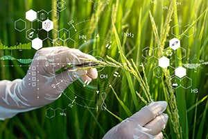 USDA’s PVP System Embraces Transgenic and Gene Edited Plants